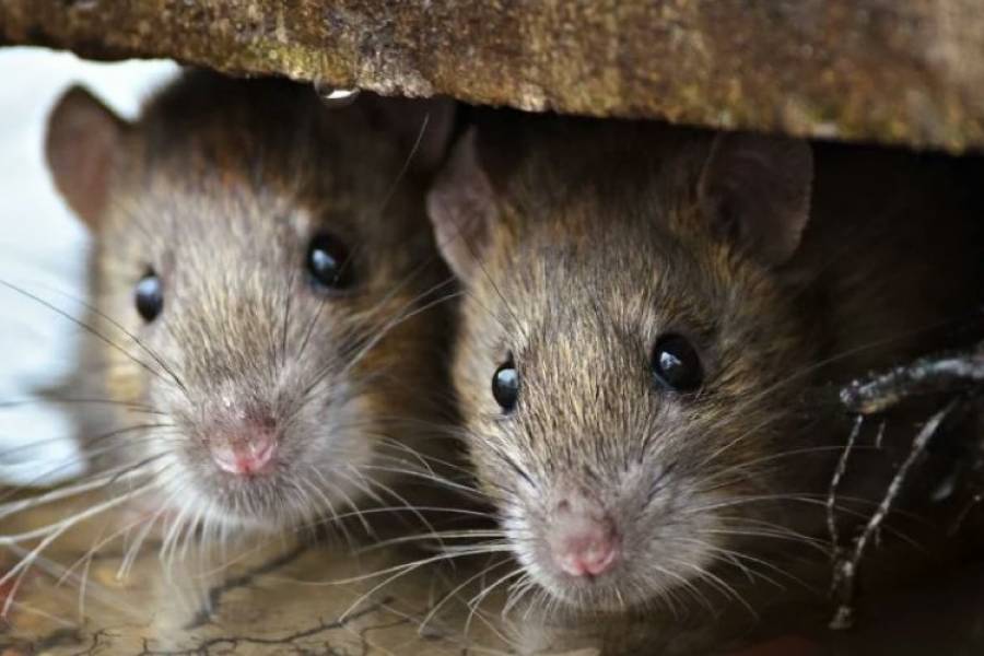 Nueva York propone usar anticonceptivos para terminar con la plaga de ratas