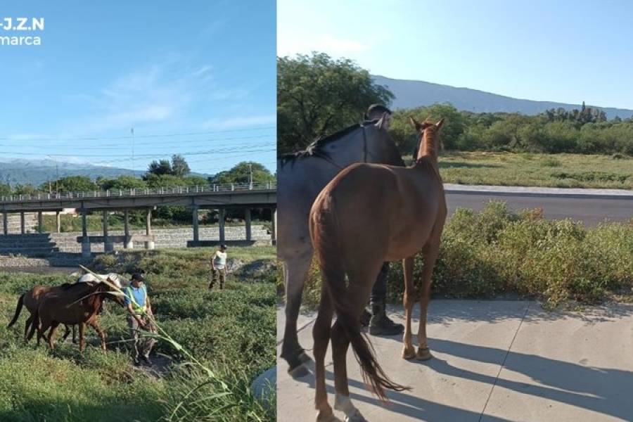 Otra vez animales sueltos: Secuestran 7 equinos en Valle Viejo