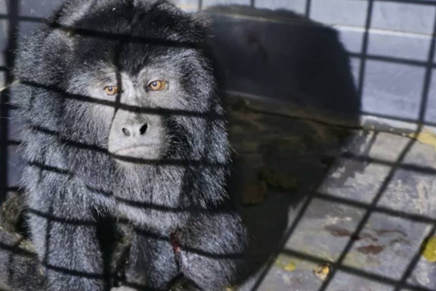 Formosa: auxilian a un mono carayá que 