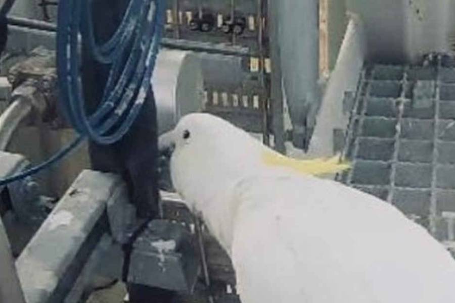 Una cacatúa saboteó el lanzamiento del primer cohete de Australia