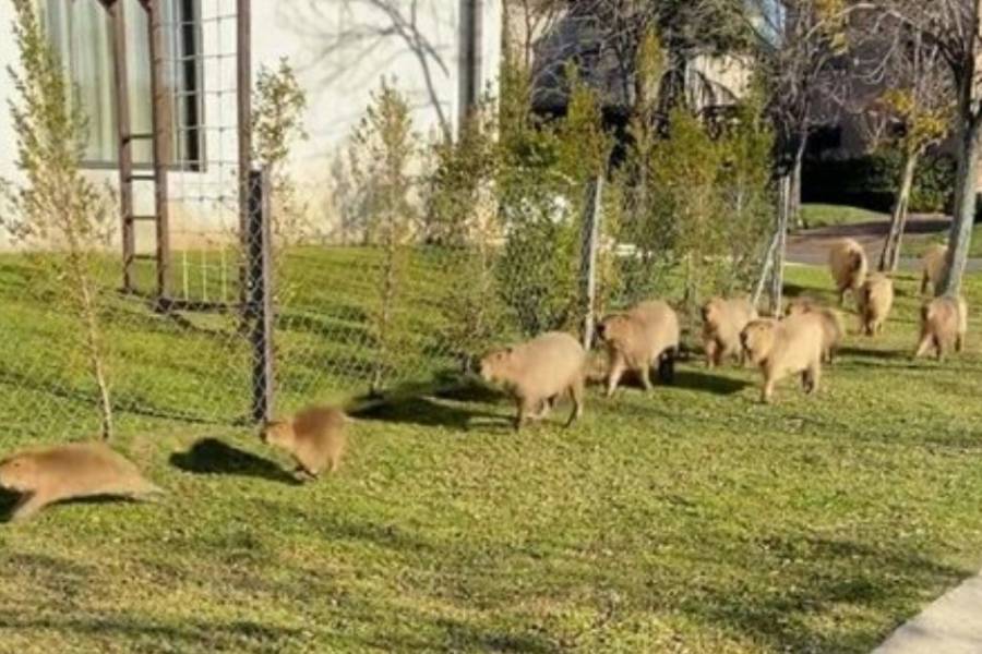 Scioli afirmó que se implementará una vacuna anticonceptiva para frenar la reproducción de los carpinchos
