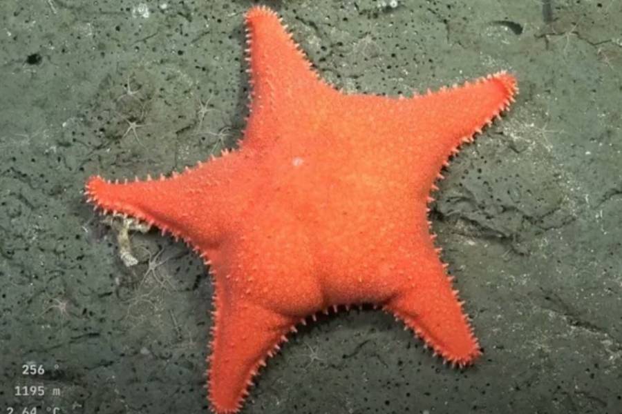 La viral expedición del Conicet a 3.900 metros de profundidad en Mar del Plata