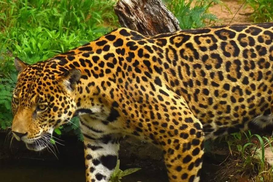 Colombia propone crear un corredor trinacional para proteger al jaguar