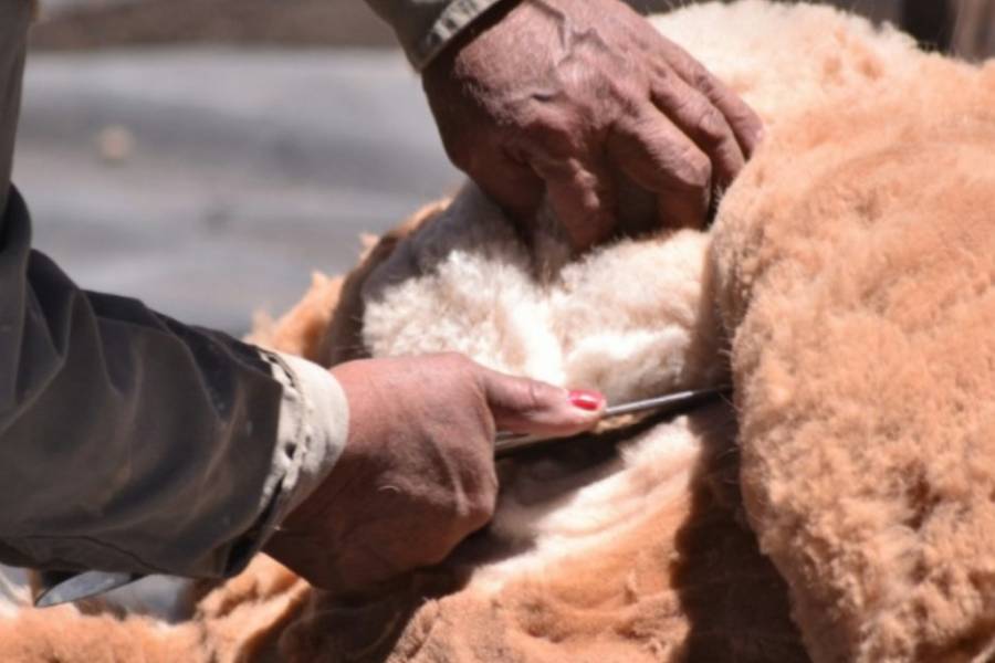 Catamarca impulsa un modelo sostenible de producción de fibra de vicuña