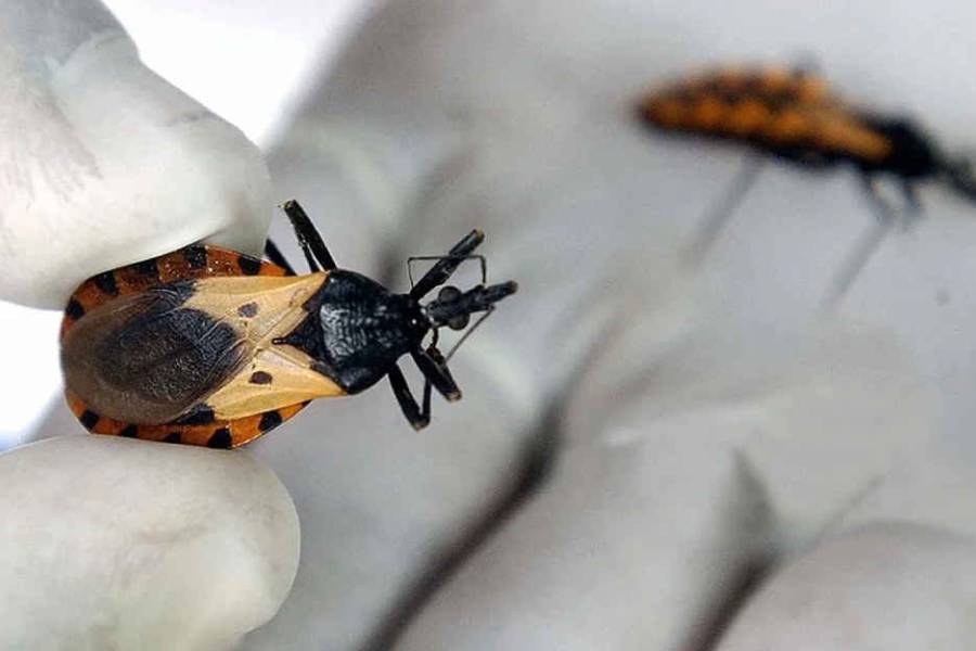 3 de cada 10 personas con la enfermedad de Chagas desarrollan síntomas: ¿qué es?