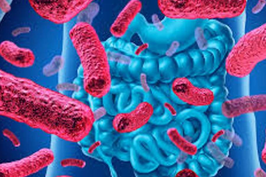 El rol del microbioma en la salud humana, animal, vegetal y ambiental