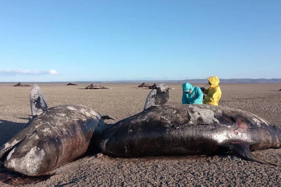 Estudian el varamiento de orcas en el norte de Tierra del Fuego