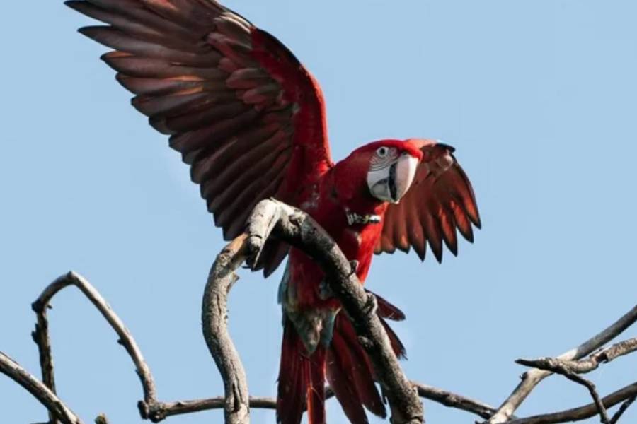 Indignación en Corrientes: mataron con una gomera al guacamayo rojo 
