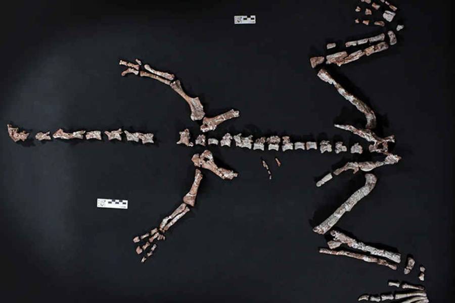 La Rioja: encontraron restos fósiles de un dinosaurio que vivió hace más de 230 millones de años