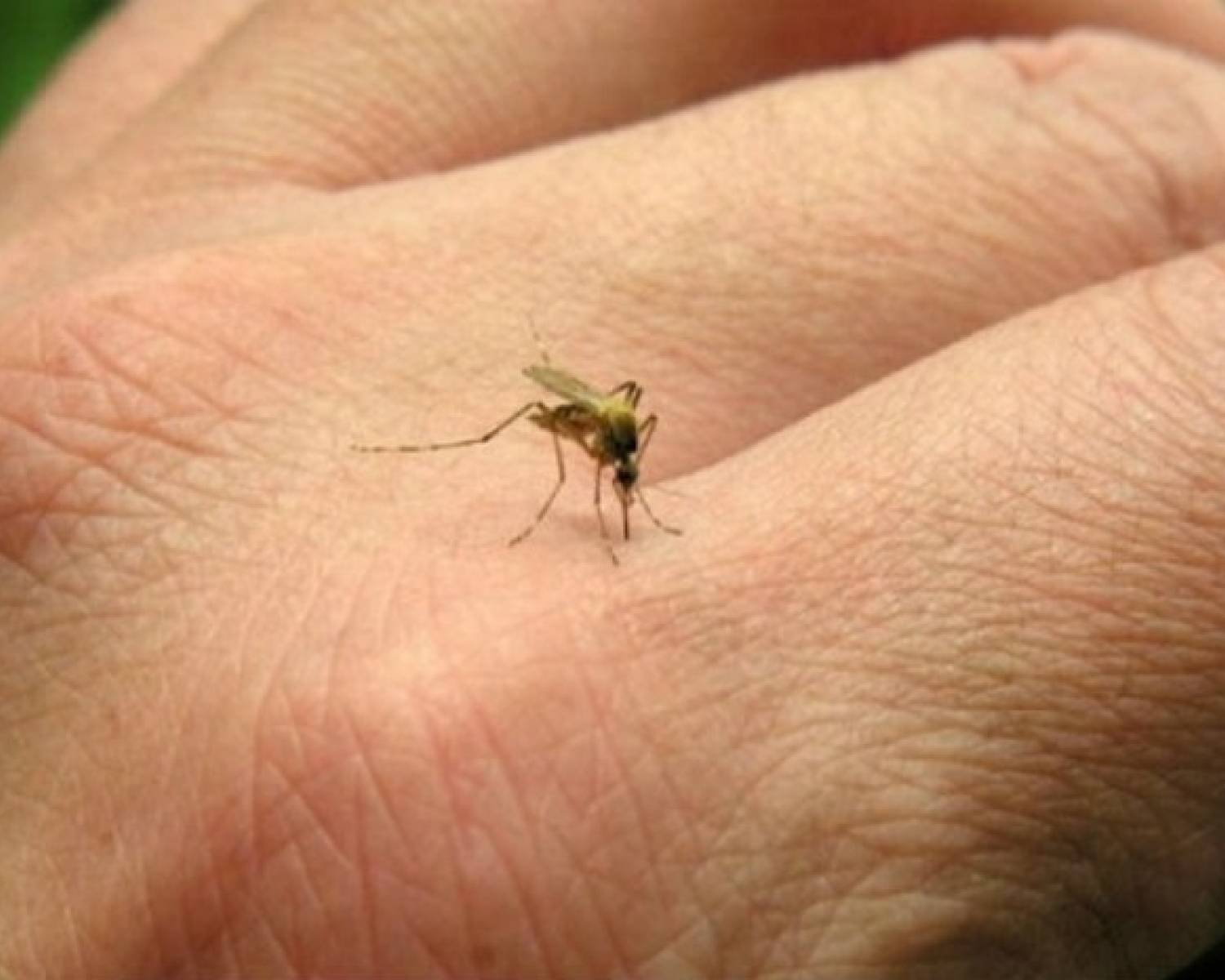 Urgente: Detectan primer caso de Dengue en la capital de Catamarca