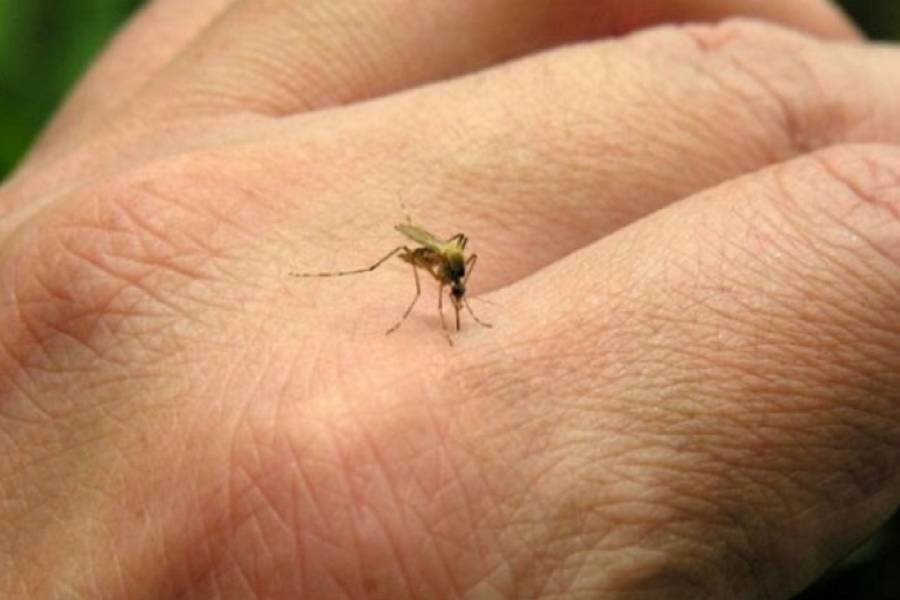 Urgente: Detectan primer caso de Dengue en la capital de Catamarca