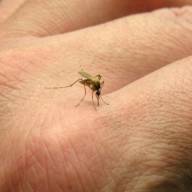 Urgente: Detectan primer caso de Dengue en la capital de Catamarca