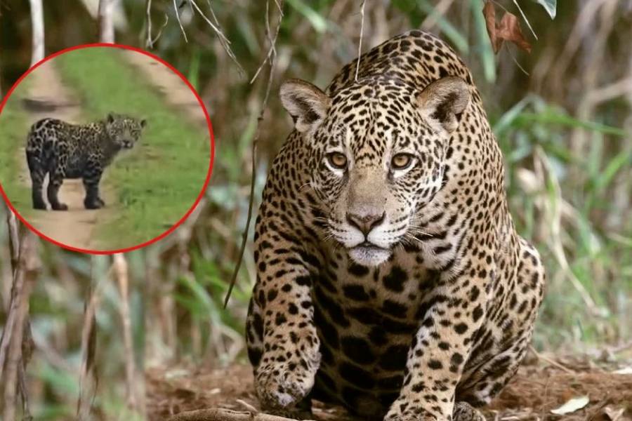 Crece la población de yaguareté y los avistajes son cada vez más frecuentes en Corrientes