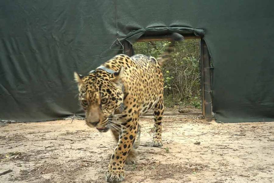 Otro ataque a un yaguareté: hallan el radiocollar de 