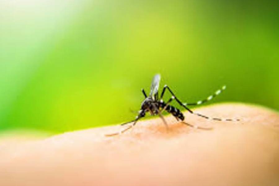 Un nuevo virus transmitido por mosquitos fue detectado en España