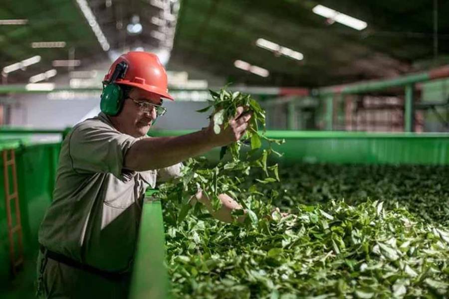 Yerba mate: sin financiación y con precios bajos, el sector productivo atraviesa una crisis terminal