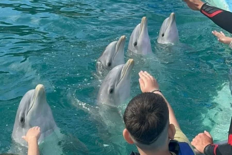 Fueron trasladados a Egipto los diez delfines del ex Aquarium en un operativo inédito