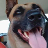 El perro peregrino de la Virgen del Valle