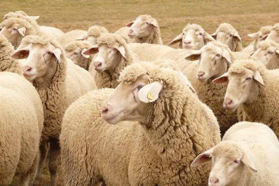 El SENASA declaró alerta sanitaria por sarna ovina en siete departamentos de Chubut