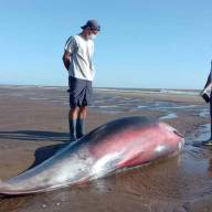 Sorpresa en La Costa: hallan a un zifio, uno de los cetáceos menos conocidos del mundo