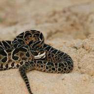 Lo mordió una yarará en Cipolletti y murió