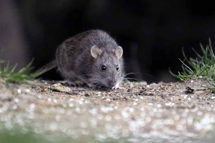 Alarma en Salta: 12 casos de hantavirus y cinco fallecidos
