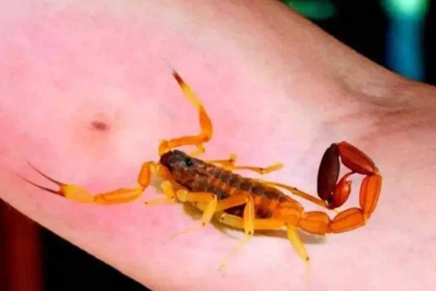 Alerta por animales ponzoñosos: Advierten sobre el aumento de picaduras durante el calor extremo