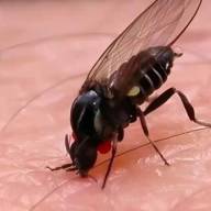 Barigüí, el nuevo insecto que invade Buenos Aires: cómo prevenir sus ataques