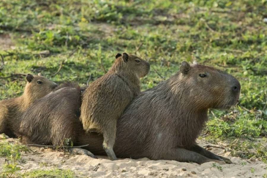 Nordelta: operativo para desalojar a los carpinchos y protestas de vecinos