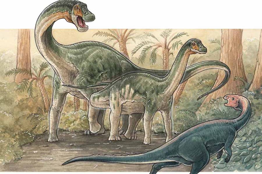 Descubren una nueva especie de dinosaurio saurópodo en Neuquén