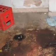 Santa Fe: muestran por primera vez cómo es el lugar donde mataron a puñaladas a Jeremías Monzón