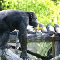 Tristeza: murió Tomy, el histórico chimpancé del ex Zoológico de La Plata