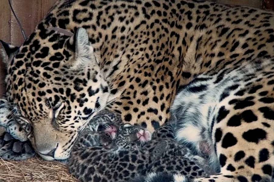 Nacieron dos cachorros de yaguareté en el Impenetrable Chaqueño