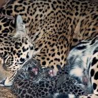 Nacieron dos cachorros de yaguareté en el Impenetrable Chaqueño