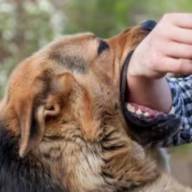 Imputan a una mujer en Banda de Varela tras los ataques de su perro pitbull a dos personas 