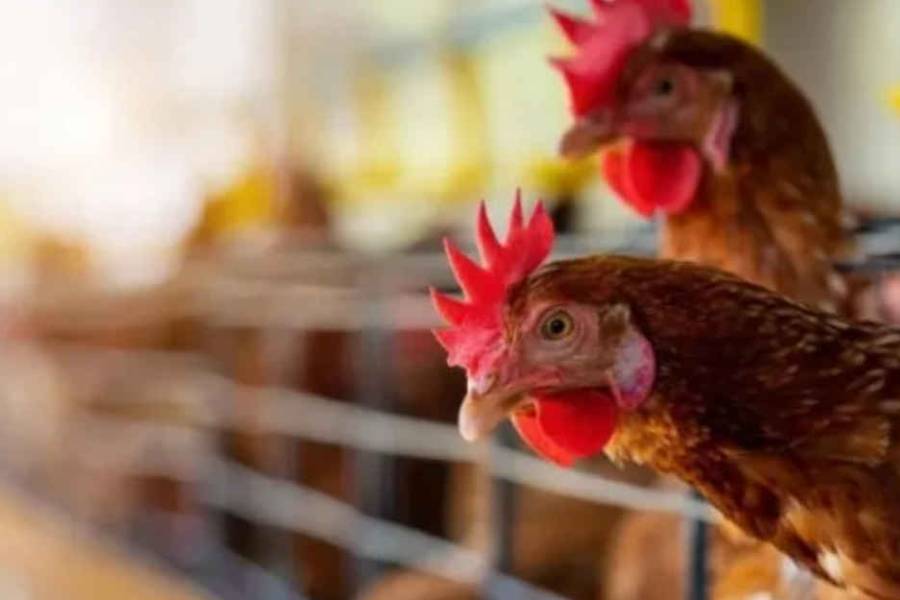 SENASA dispuso el cierre de exportaciones por brote de gripe aviar