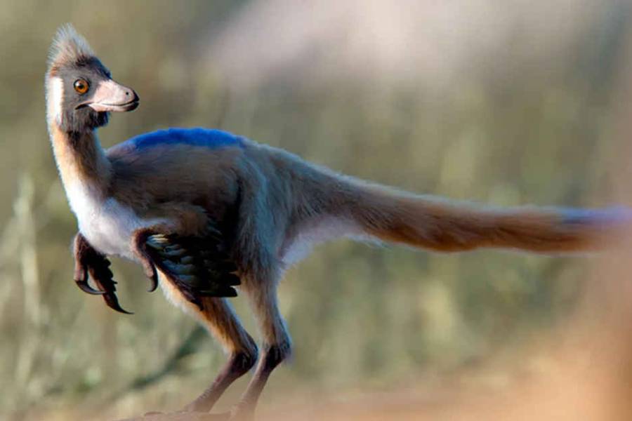 Hallan un fósil de 95 millones de años en Río Negro y reescriben la historia de un pequeño dinosaurio