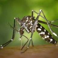 Confirmaron nuevos casos de dengue, uno de ellos con antecedente de viaje