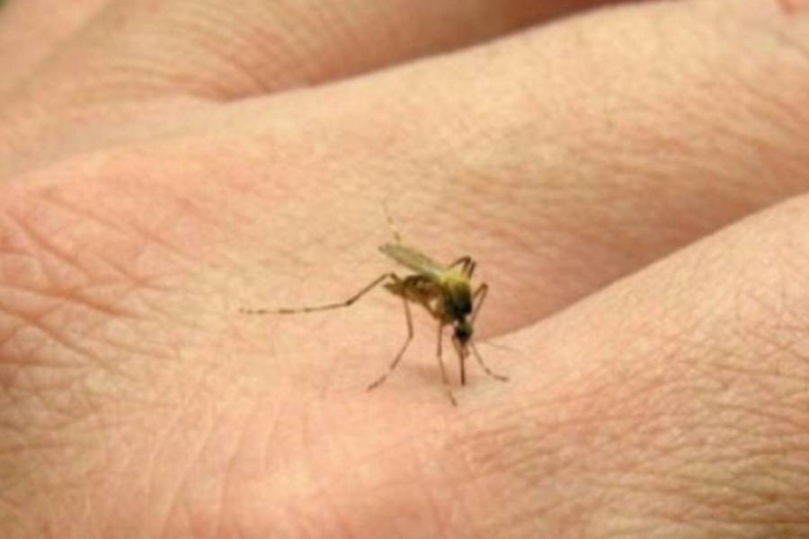 Se registraron 47 nuevos casos de fiebre chikungunya