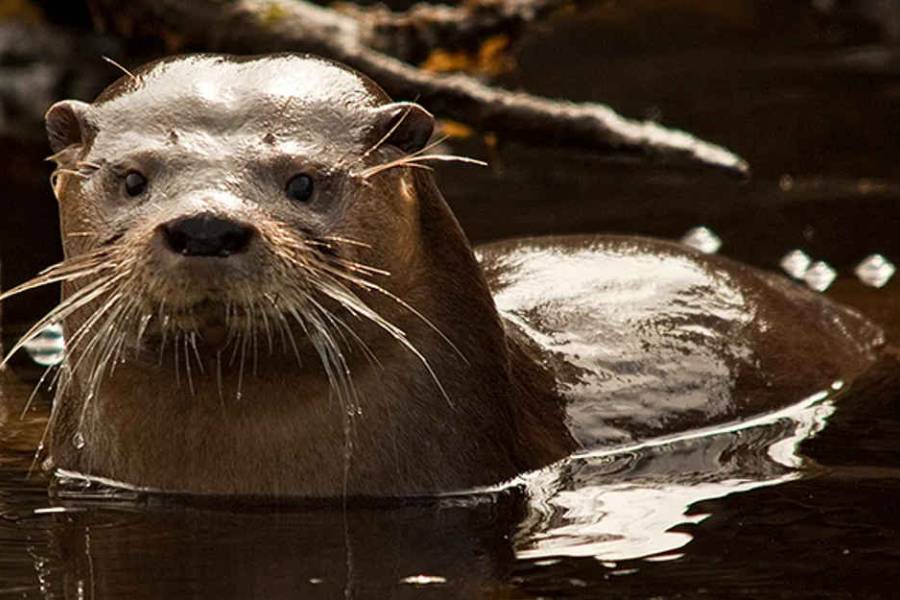 El Parque Nacional Nahuel Huapi denunció que robaron una cámara que monitoreaba al Huillín