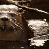 El Parque Nacional Nahuel Huapi denunció que robaron una cámara que monitoreaba al Huillín