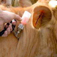 Menos poder a los intendentes: el gobierno eximió a los productores rurales de habilitaciones municipales en trámites sanitarios