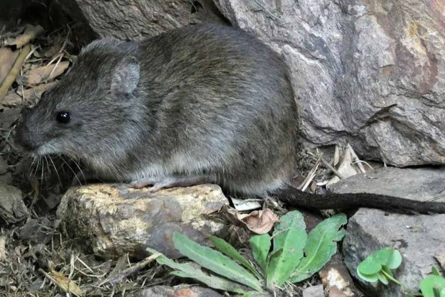 Se confirmó un fallecido por leptospirosis en Córdoba