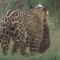 Se recupera el norte argentino: Corrientes alcanzó 50 yaguaretés liberados y el guanaco volvió al Chaco tras un siglo