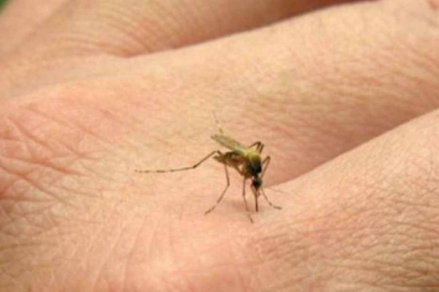 Sigue la alerta por la fiebre chikungunya: hubo 268 casos nuevos