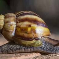Alerta por una posible plaga del caracol gigante
