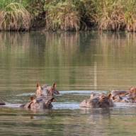 Magnate indio ofrece salvar a 80 hipopótamos colombianos que el gobierno quiere sacrificar