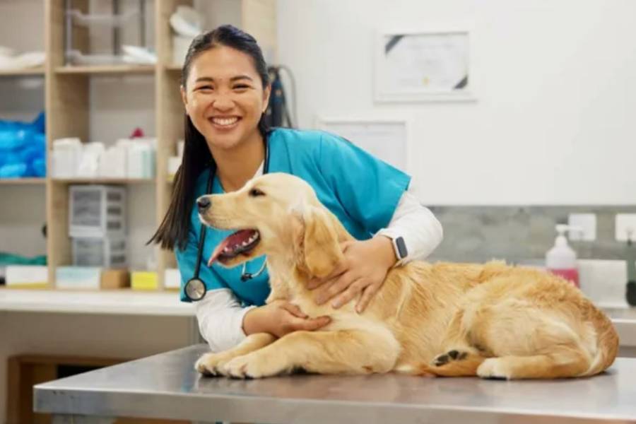 Prepaga para mascotas: lanzan el primer plan del país para cobertura veterinaria