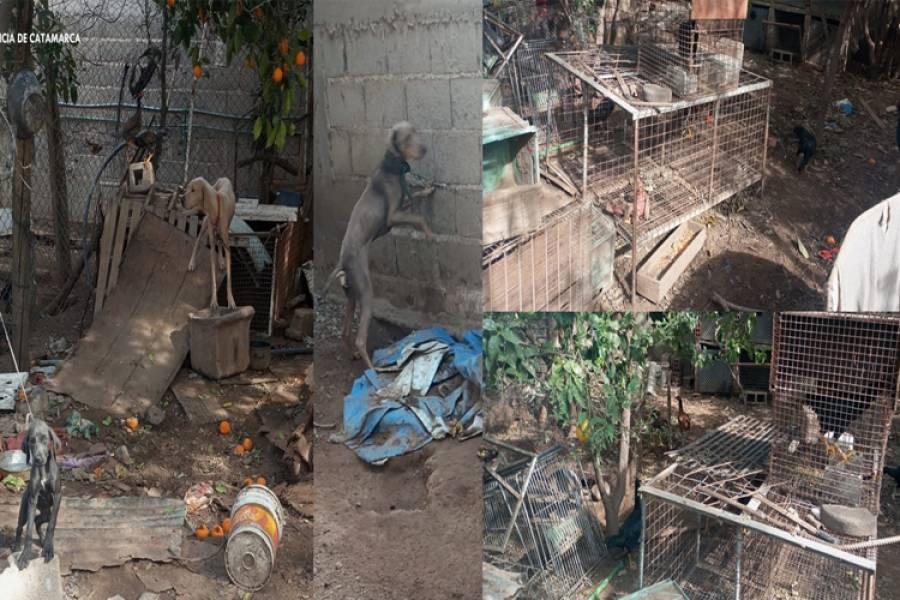 Secuestraron y resguardaron 63 animales en la Capital de Catamarca