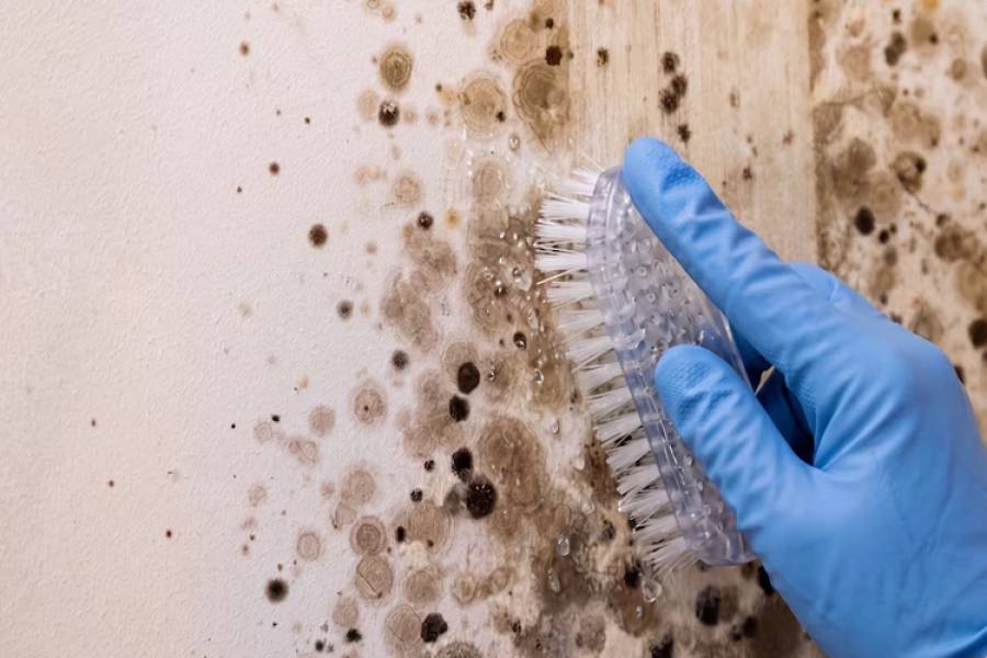 Cómo limpiar el moho de la pared y evitar que vuelva a aparecer, paso a paso